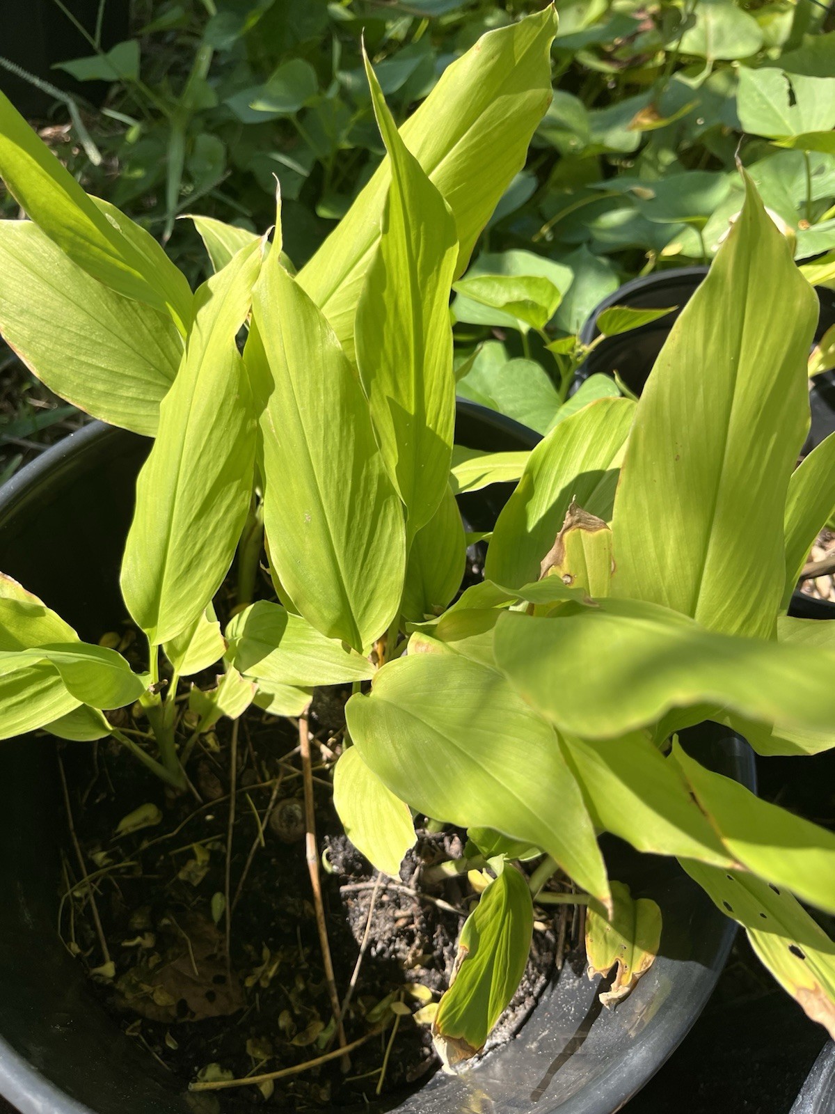 10 PCs Turmeric Roots Curcuma Longa Ready To Plant 1-2” with growth