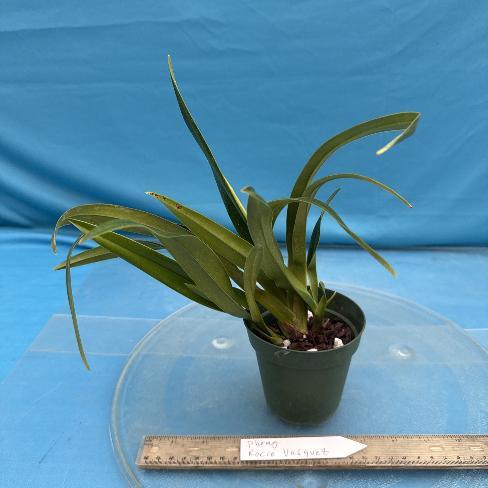 Phragmipedium Rocio Vasquez Red Amber Olive Bloom Size Orchid Hybrid 4” RePot