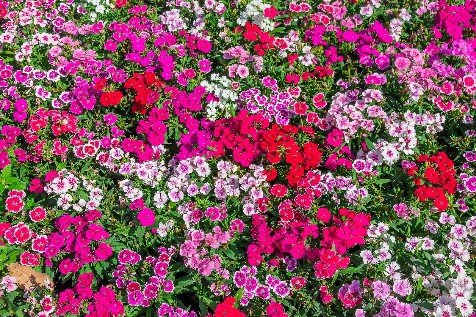 500 MIXED CHINESE PINKS China Rainbow Pink Dianthus Chinensis Bicolor Flower See