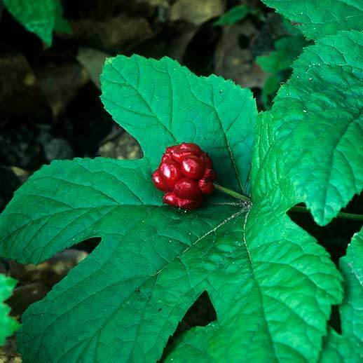 6 Goldenseal (Hydrastis canadensis) “Live roots”