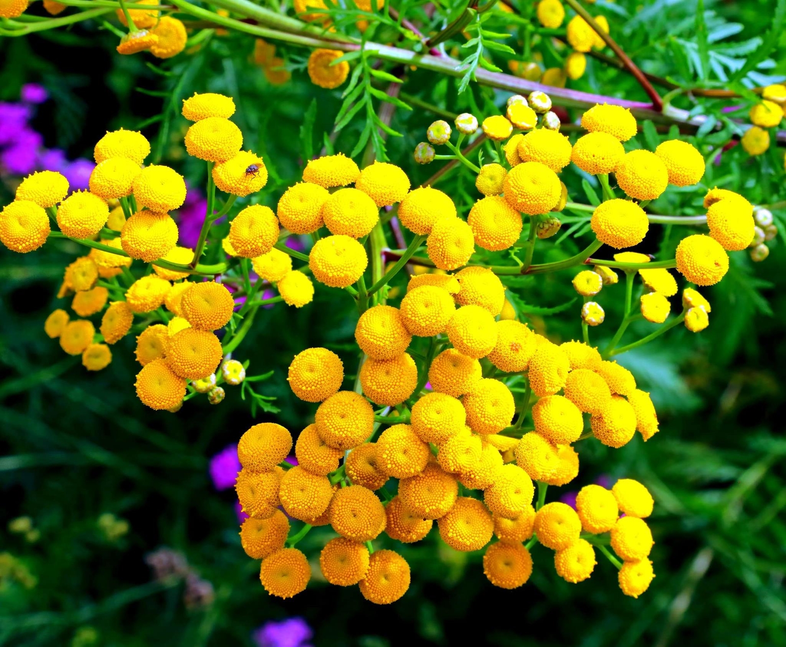 200 Tansy Herb Seeds for Planting – Excellent Cut Flower, Used for Essential Oil