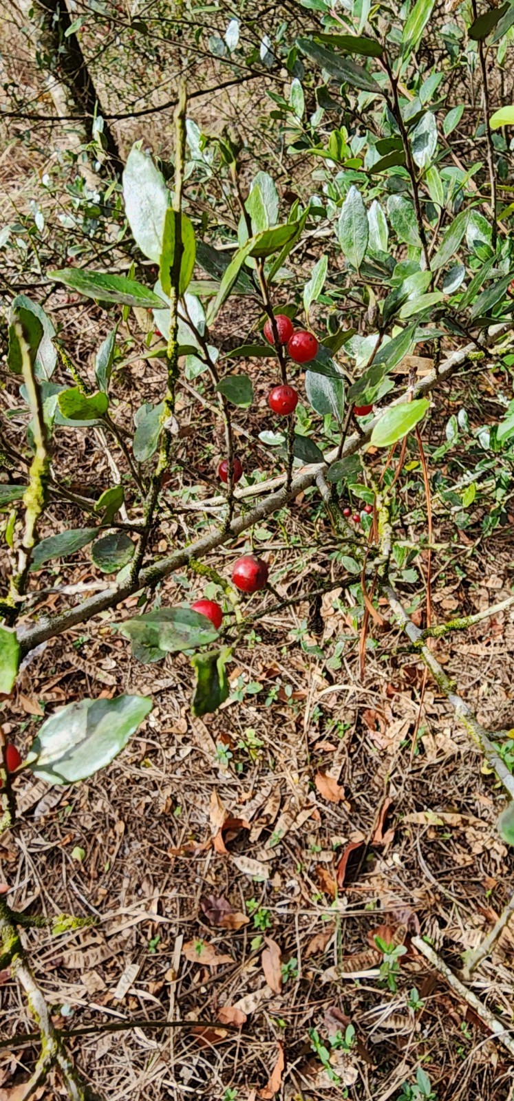 🌿 2 Yaupon Holly Seedlings (Ilex vomitoria) – 6–10” Tall | Native Evergreen