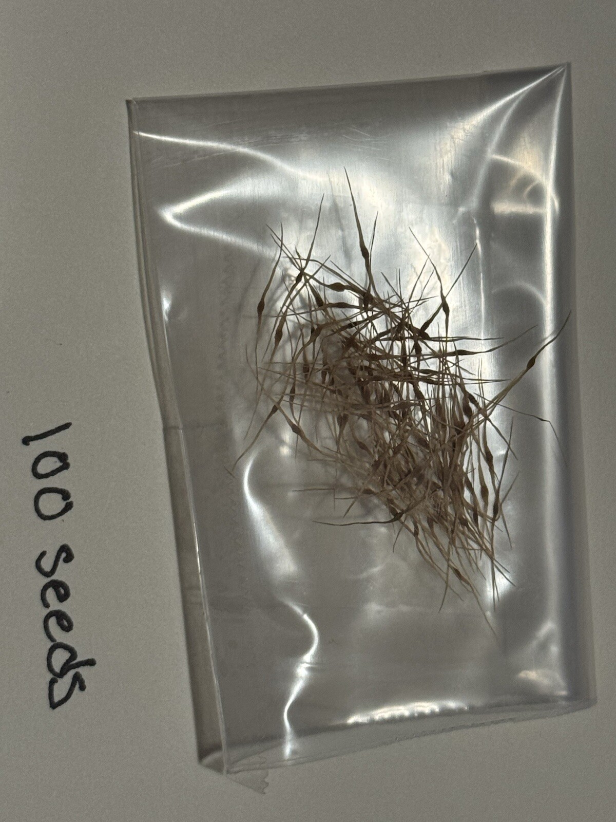 100 Nepenthes Veitchii Seeds Freshly Harvested in California