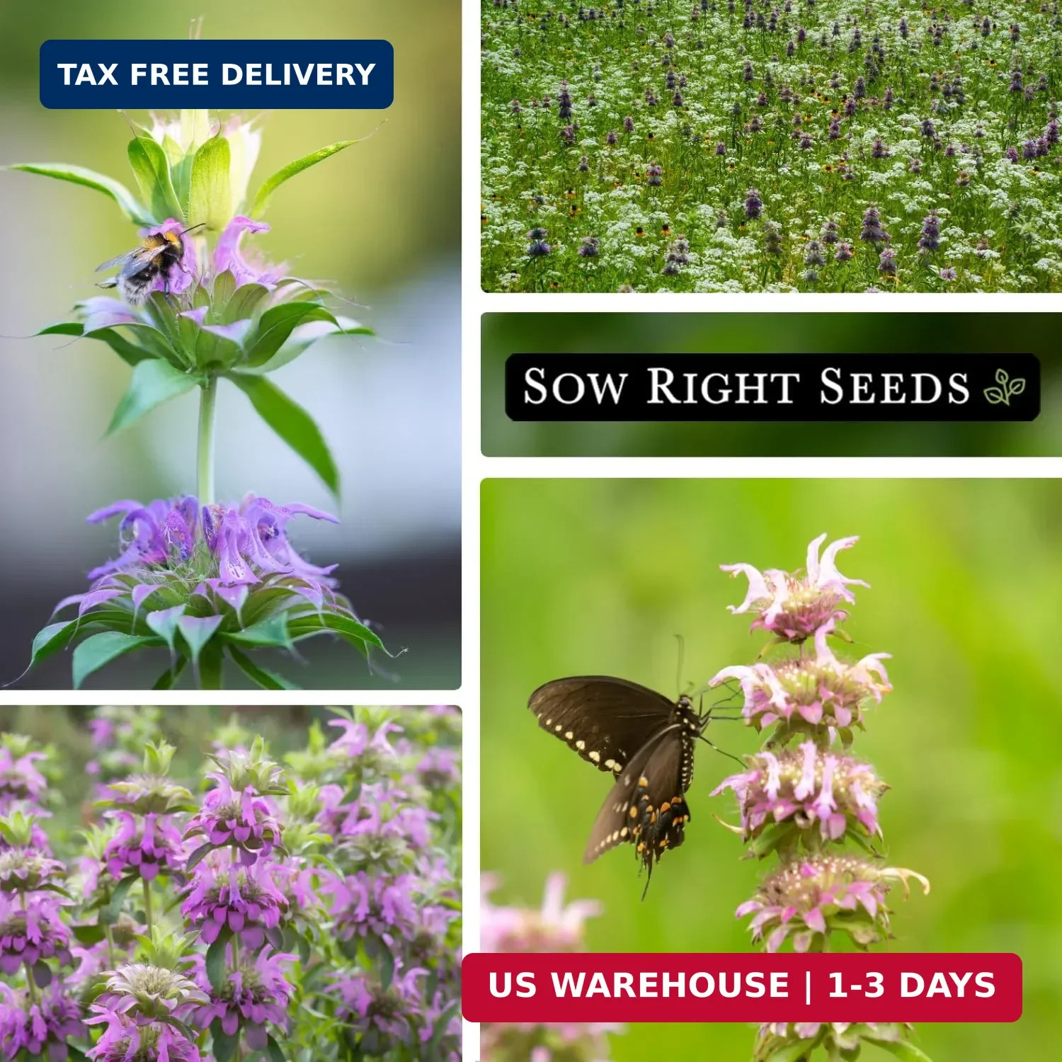 Sow Right Seeds – Lemon Mint Seed for Planting – Non-GMO Heirloom with Packet wi