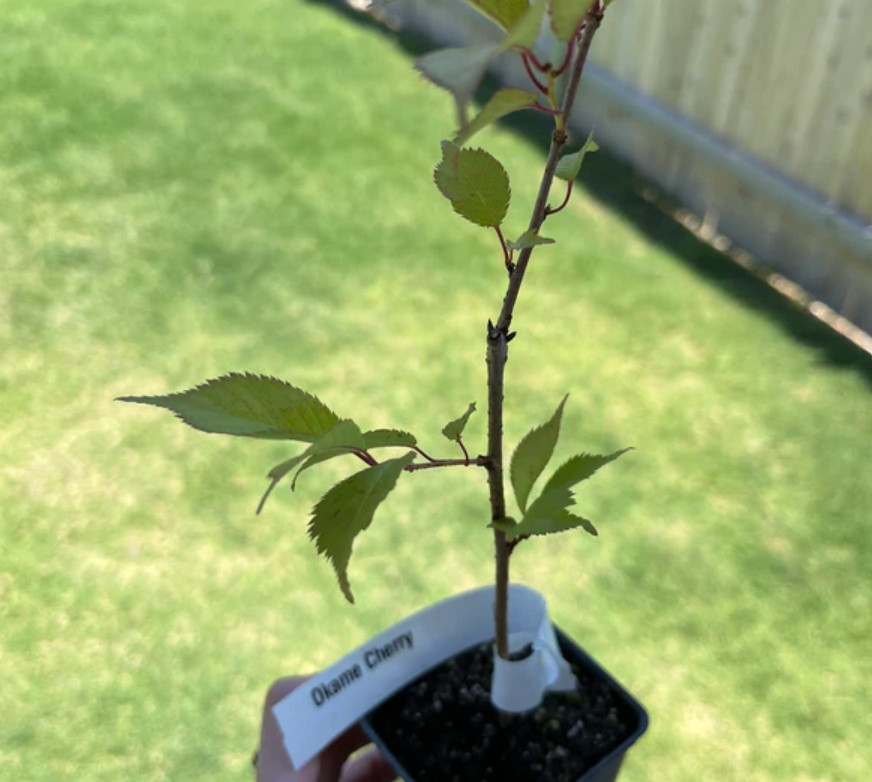 Set of 2 Okame Flowering Cherry Trees – Live Plant in 2.5-Inch Pots (6–12” Tall)
