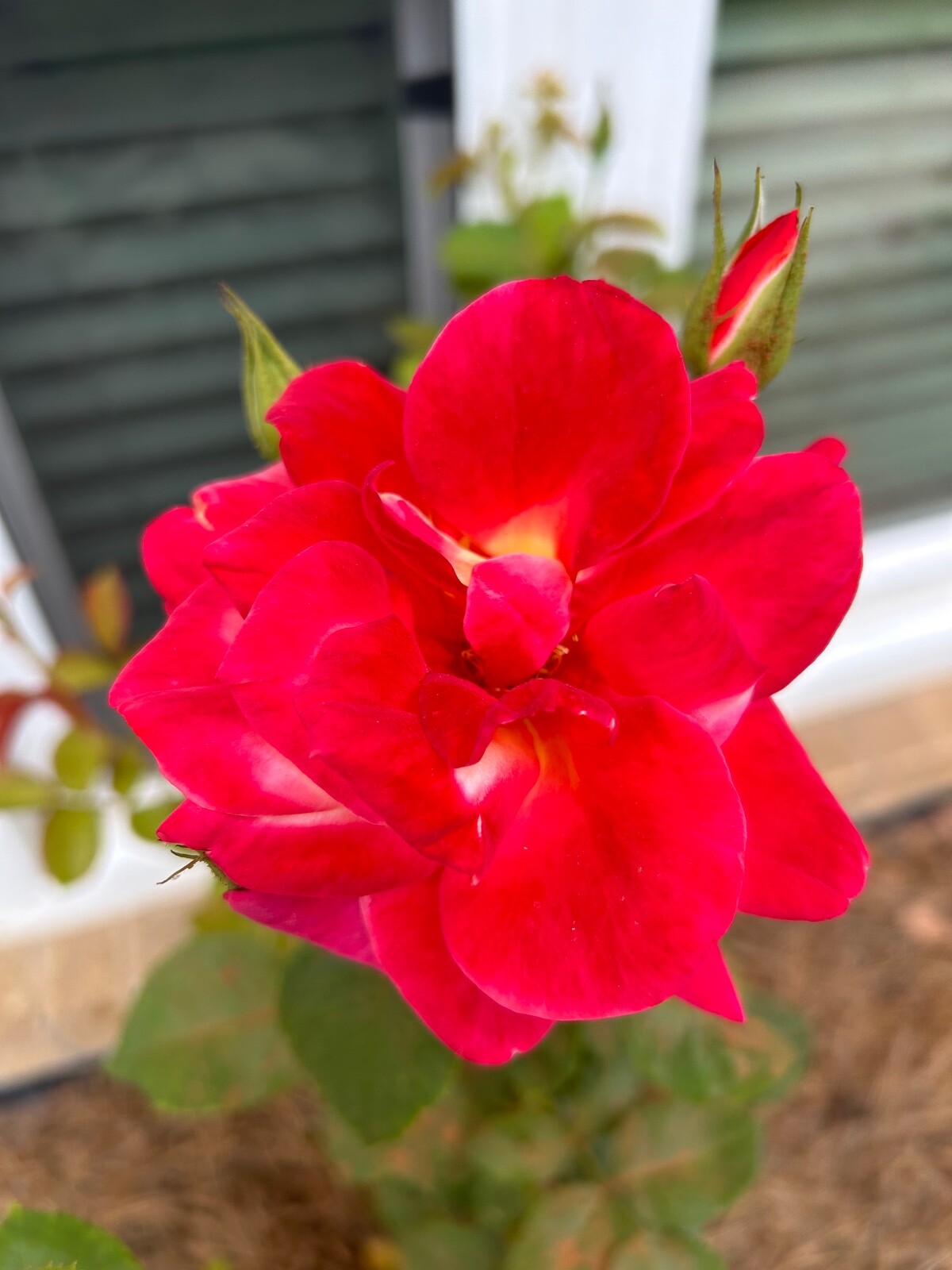 20 EXOTIC RARE ROSE SEEDS home garden flower plant bush diy sun Rosas hybrid tea