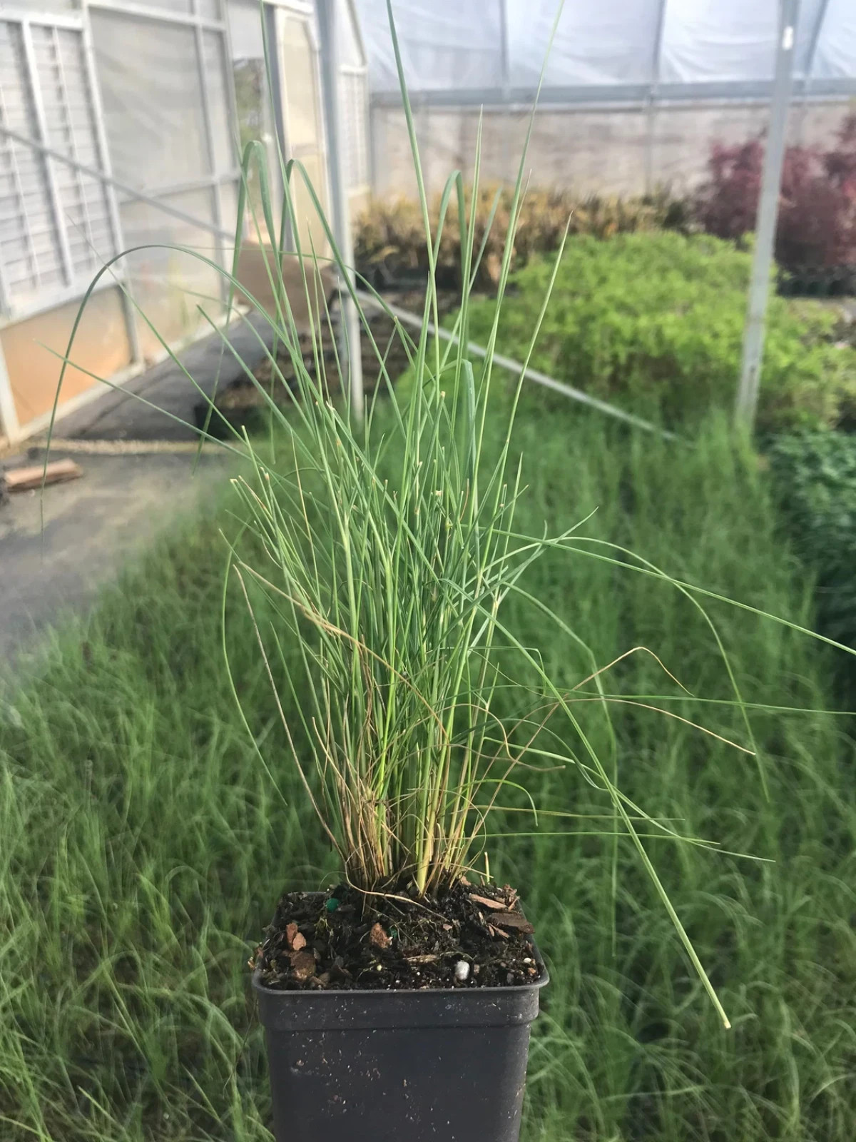 2 Pink Muhly Grass in 2.5 Inch Containers by Daylily Nursery (2 Pots of Plants)