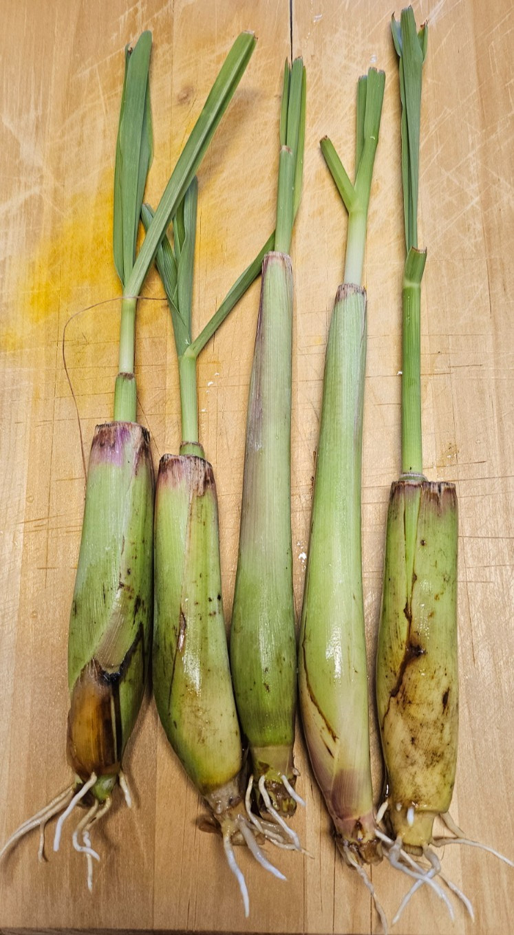 25 Live Lemongrass stalks USA grown, natural pest control safe for pets & kids