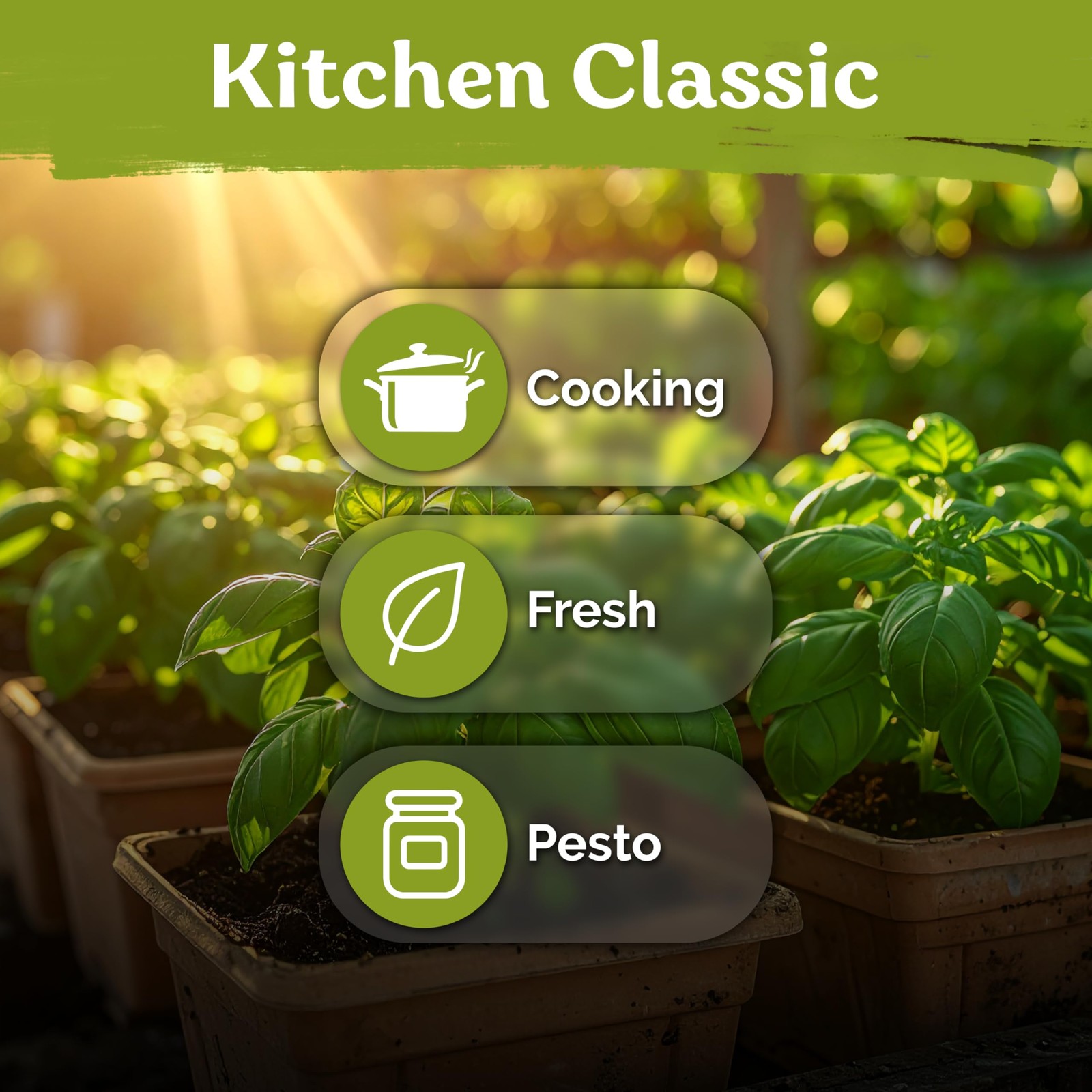 KVITER 2000 Italian Basil Seeds for Planting (Ocimum basilicum)