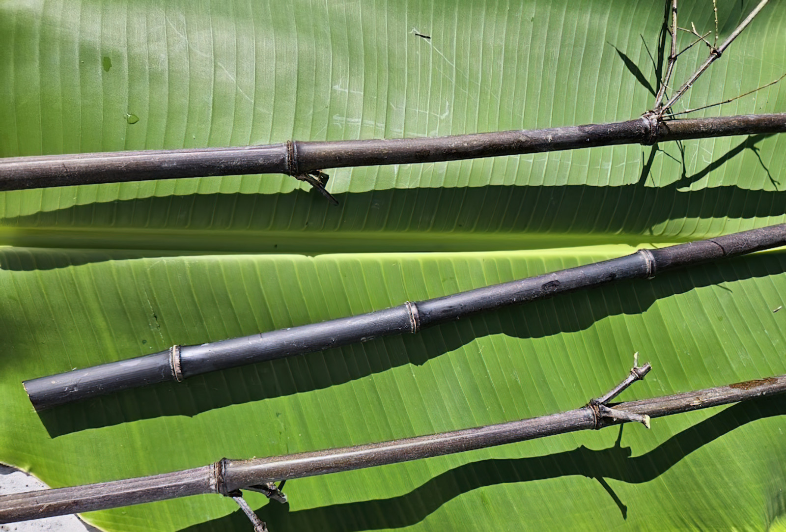 (6) Black Bamboo Rhizomes – Cold-Hardy, Evergreen – Privacy Screen, Fast-Growing