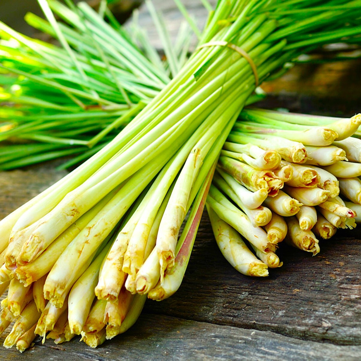 West Indian Lemongrass Seeds | Citronella Lemon Grass Mosquito Repellent 2025