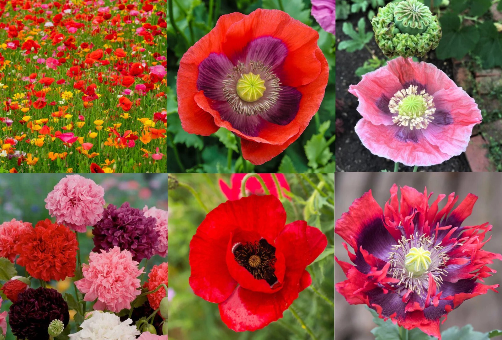 Landscaper’s Pack THE ULTIMATE POPPY MIX w/ Breadseed Papaver Non-GMO 5000 Seeds