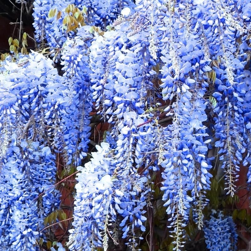 Blue Wisteria Tree Live Plant 6 to 12 Inch Tall 2.5 Inch Pot