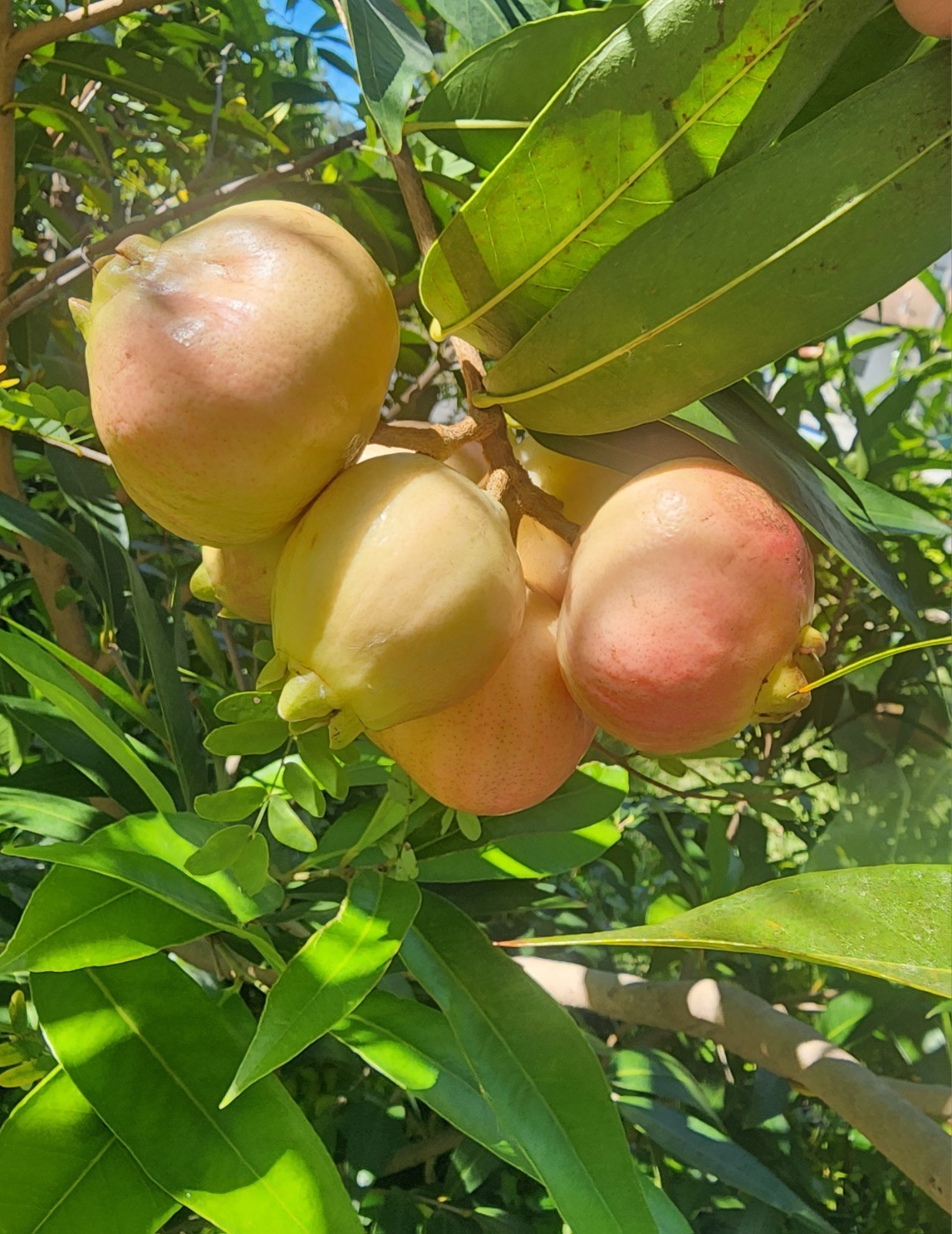 12 Rose apple seeds, Fruit Syzygium Jambos seeds, fresh seeds large fruit