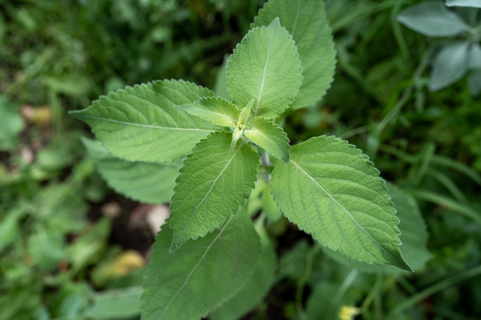 Holy Basil Tulsi Vana – Ocimum Gratissimum Organic Medicinal USA Grown 200 Seeds