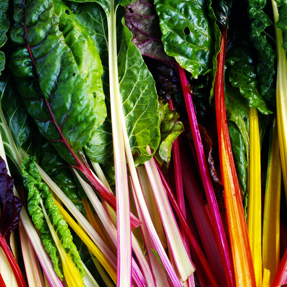 Rainbow Swiss Chard Seeds 50 Ct Vegetable Garden NON-GMO USA FREE SHIPPING