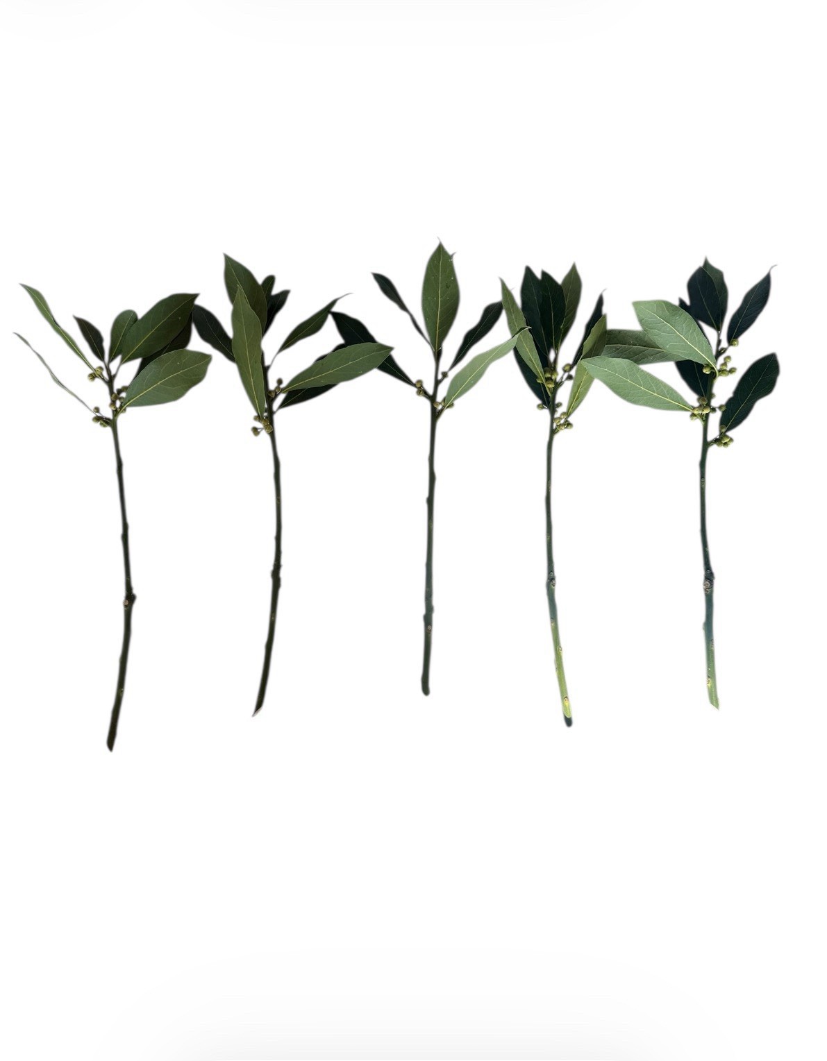 Bay Laurel Tree 5 Stem Cuttings For Propagation Culinary Free Shipping