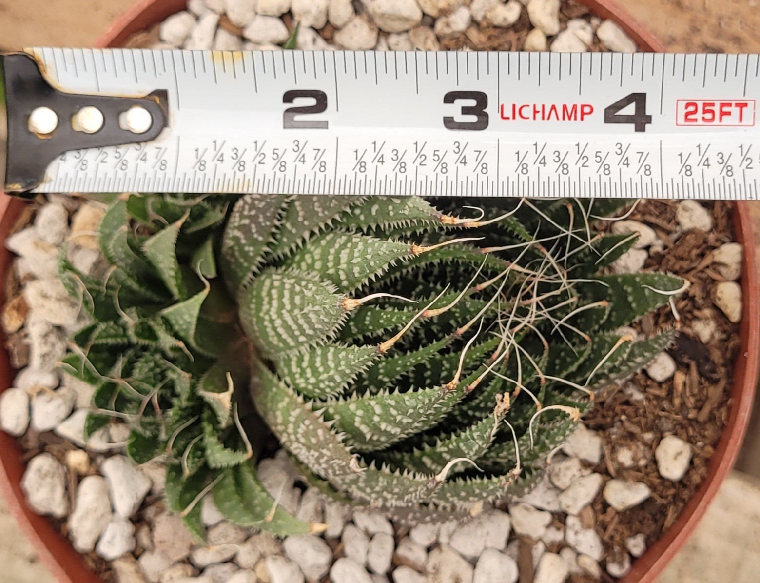Aloe Aristata ‘Lace Aloe’ 2.5″ Tall 2 Offsets – Bare Root