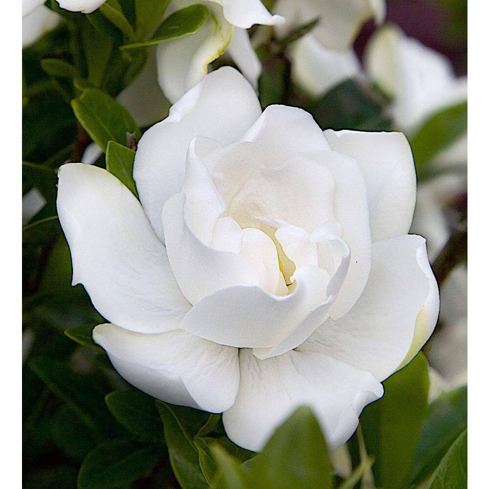 2 Gal. Jubilation Gardenia, Live Evergreen Shrub, White Fragrant Blooms