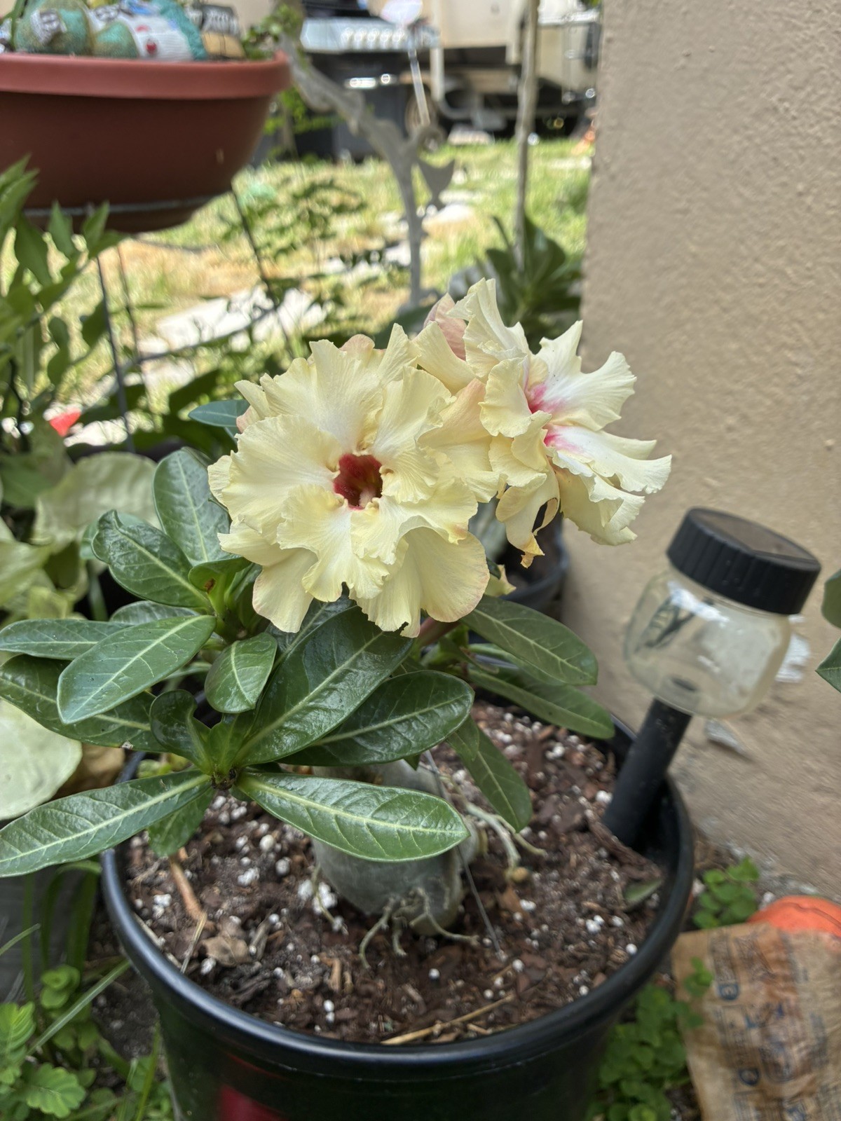 Beautiful Desert Rose Exotic Color Live Plant Soft Yellow With Double Petal Rare