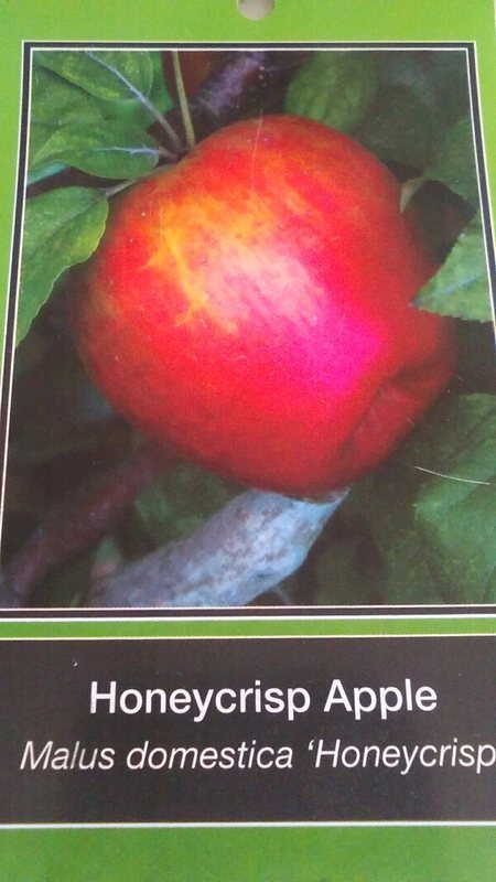 HONEYCRISP APPLE 4-6 FT TREE PLANT SWEET JUICY APPLES FRUIT TREES PLANTS