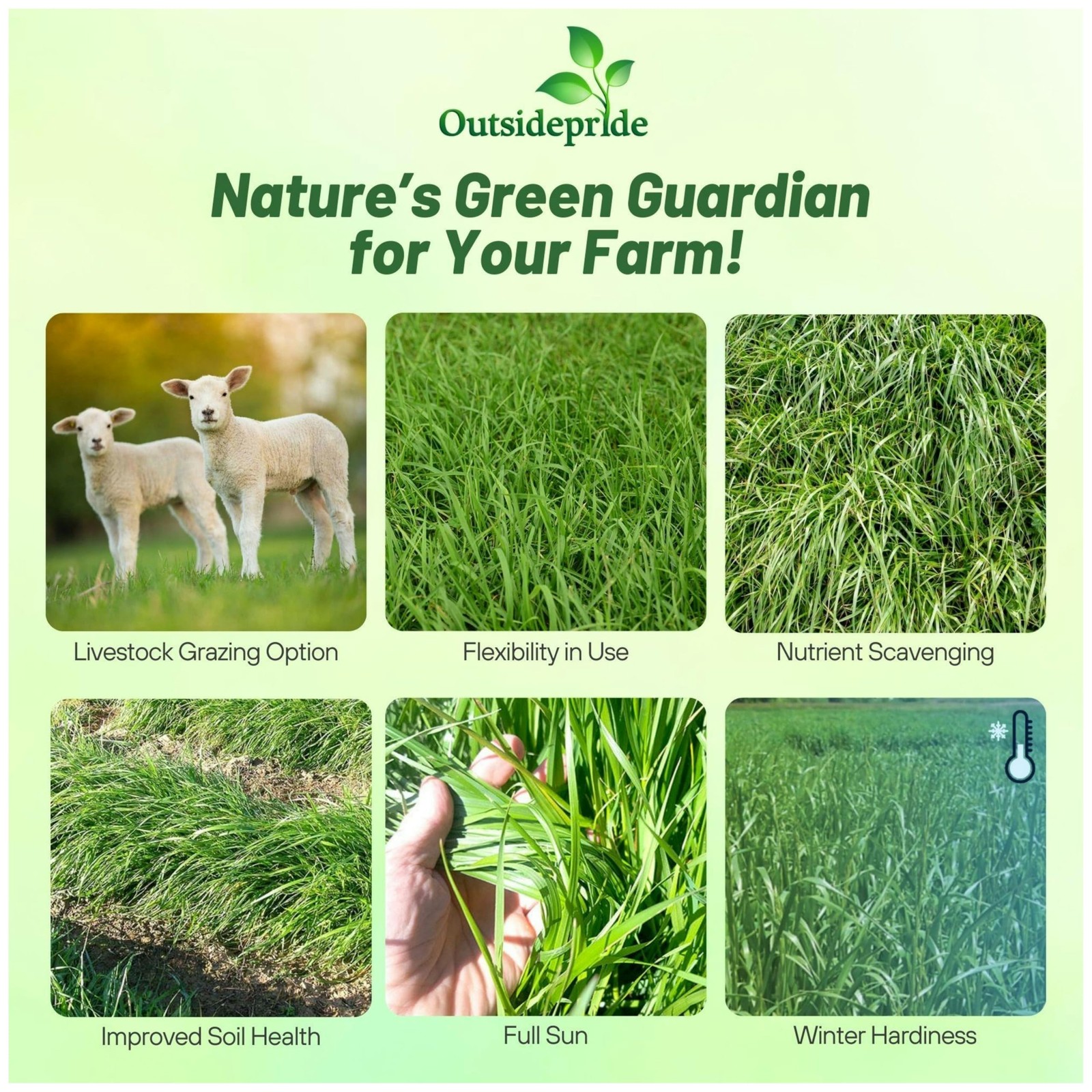 50 LBS Annual Ryegrass Seed – Cover Crop