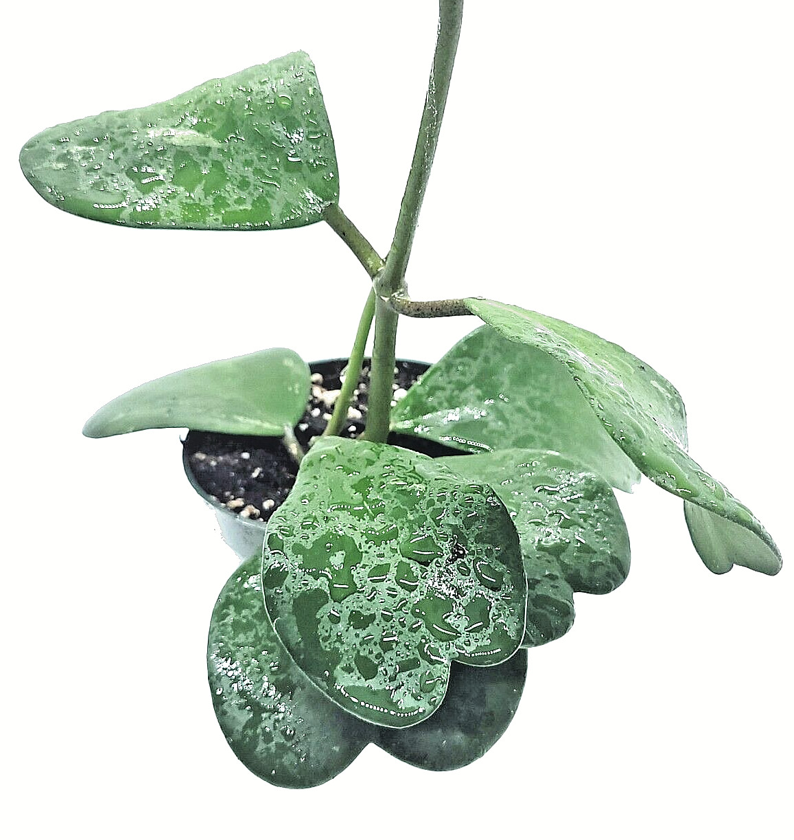 Hoya Kerri Wax Plant 4″ Pot 3 to 4 leaves with soil – Ships from California