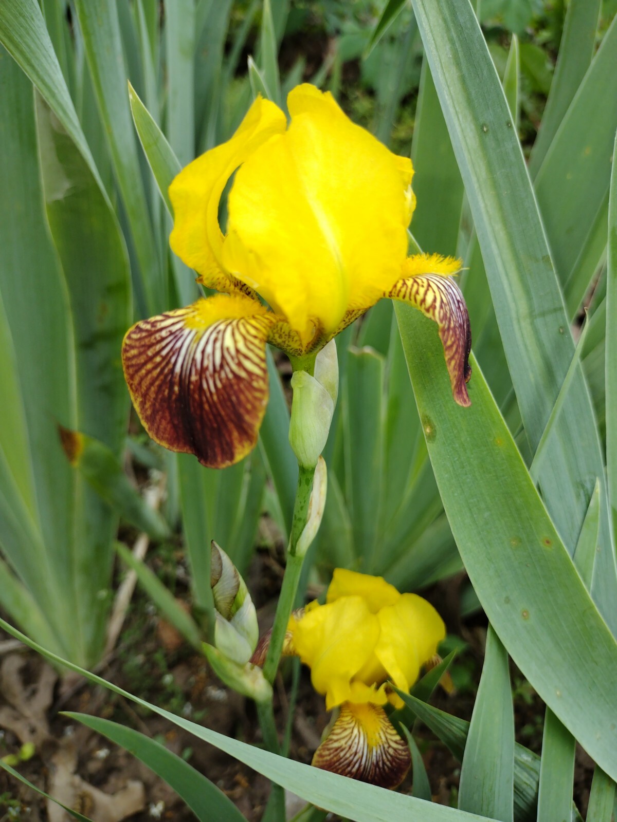 10x MIXED VARIETIES/COLORS IRIS BULBS RHIZOMES (Will BE TALL)