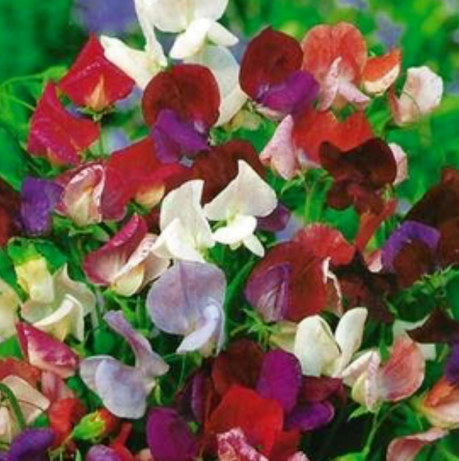 sweet pea OLD SPICE MIX – Lathyrus odoratus 39 Seeds! GroCo buy US USA