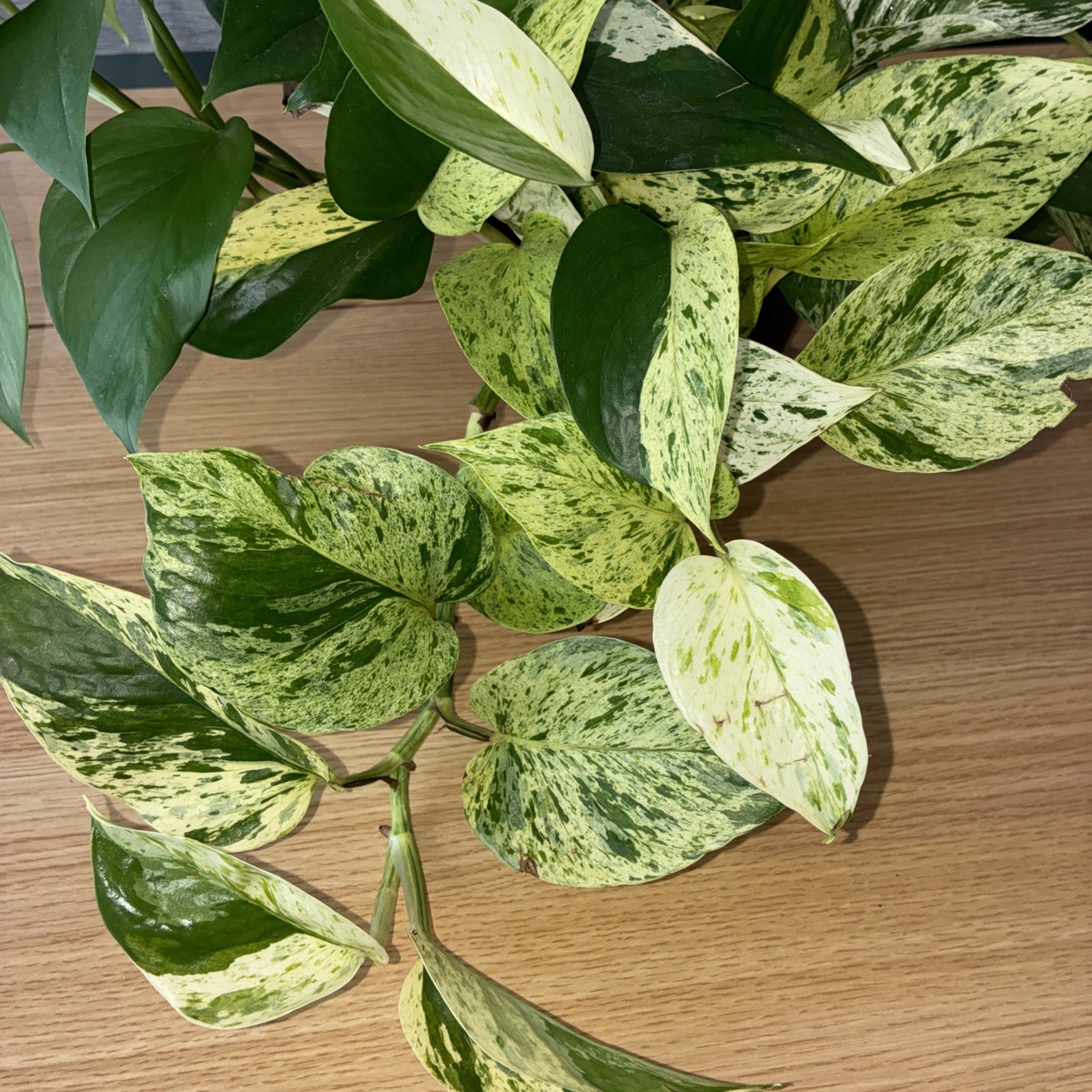 Pothos Marble Snow Queen stripe snow white Vine live plant 6″pot