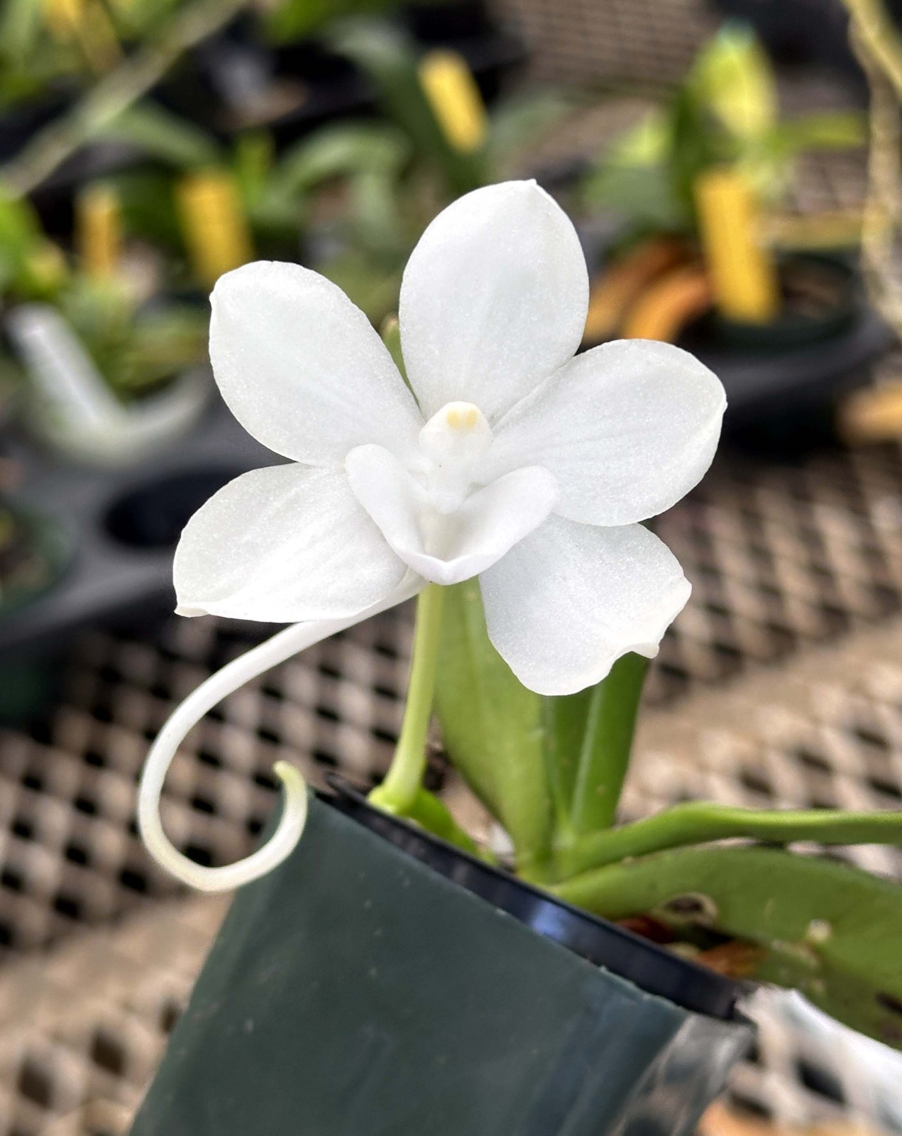 LOVELY WHITE MINIATURE PHILIPPINES ORCHID SPECIES Amesiella monticola BS 2in pt