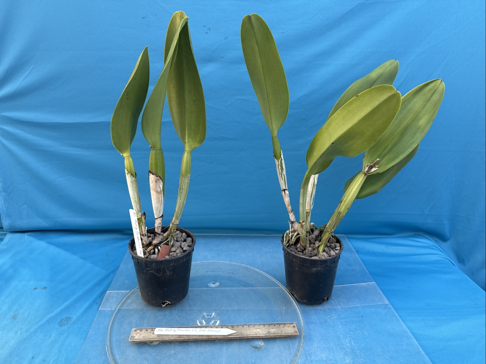 Rlc Rolling Thunder X Cattleya Old Sierra Hybrid Orchid Eros Division 5.5” Pot