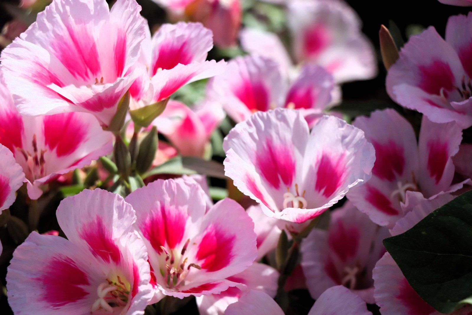 500 Pink FAREWELL TO SPRING Clarkia Elegans 2 Tone Striped Flower Seeds *Flat SH