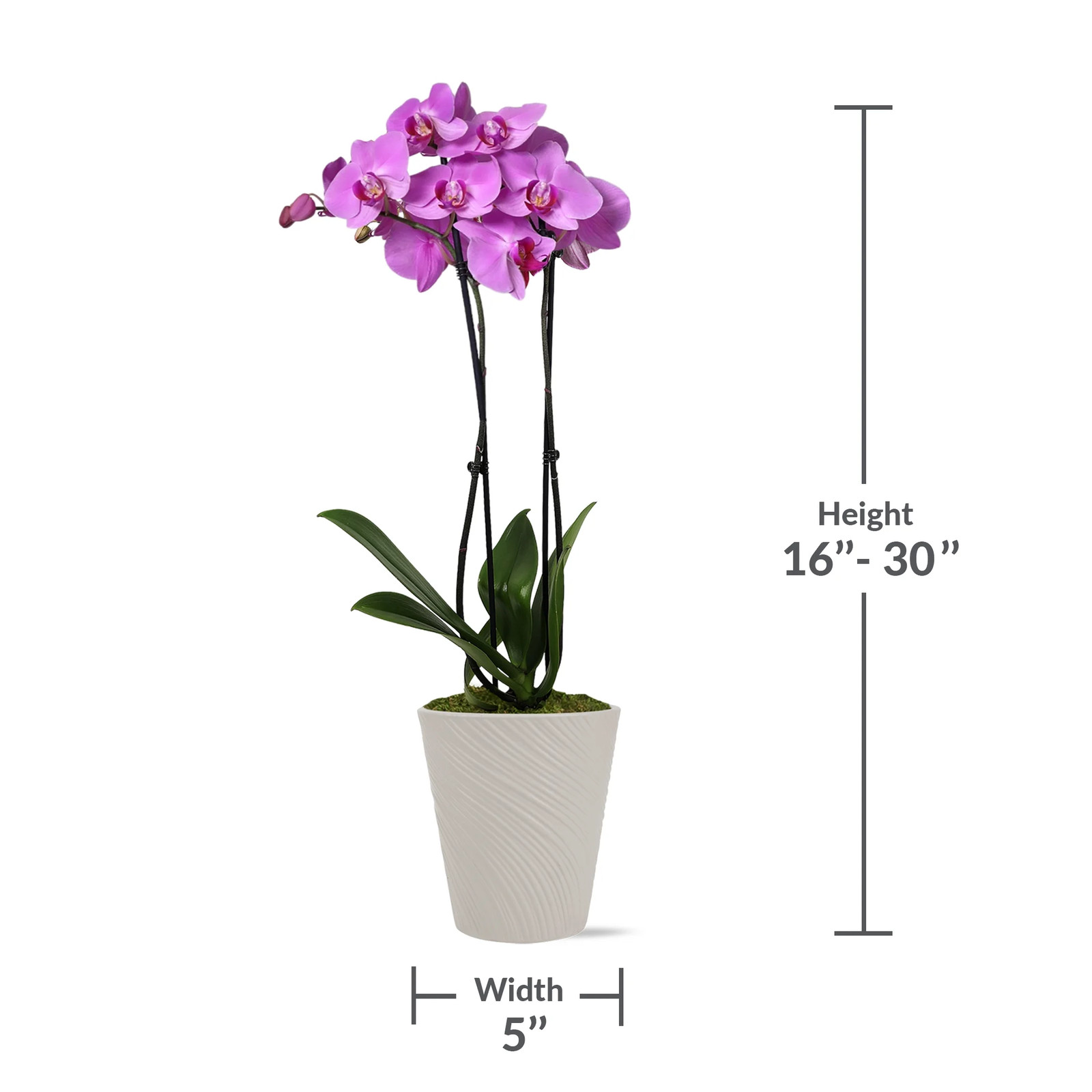 16-30″ Tall Premium Pink Purple Orchid in 5″ Decorative Clay Pot