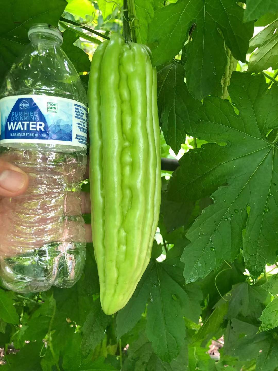 20 pc Organic Bittermelon Green Jade Seeds Harvest from my garden US Seller