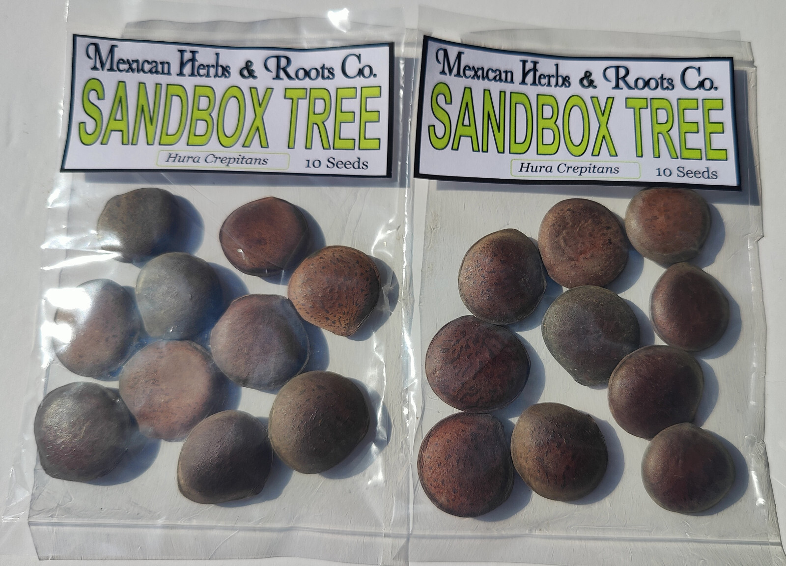 sandbox tree 10 seeds (Hura crepitans, possumwood, jabillo )