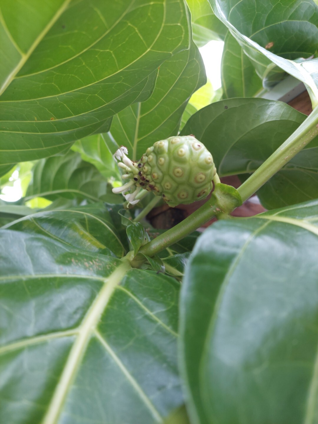 Noni Fruit Tree Seedling 10″+ Organic From Puerto Rico