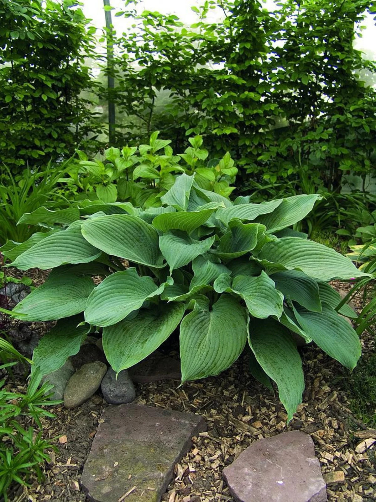 3 Hosta Big Blue Mixed -Perennial Bare Roots! Shade Loving Plant