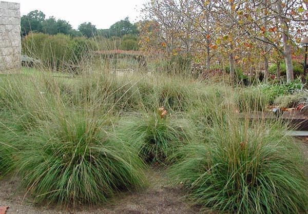 Muhlenbergia ringens | Ring Muhly | 1500 Seeds