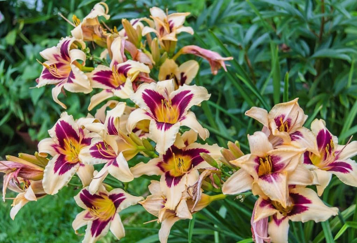 50PCS Daylily Hemerocallis Seeds Mixed Color Day Lily Fine Flower Seeds