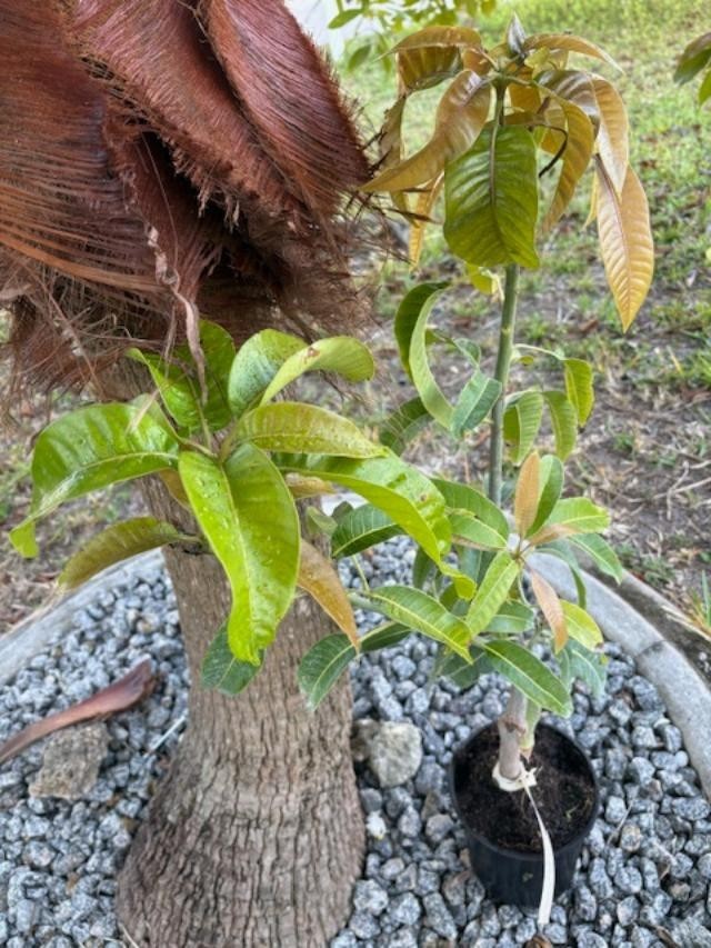 14 MO CARRIE MANGO TREE GRAFTED (MANGIFERA INDICA)