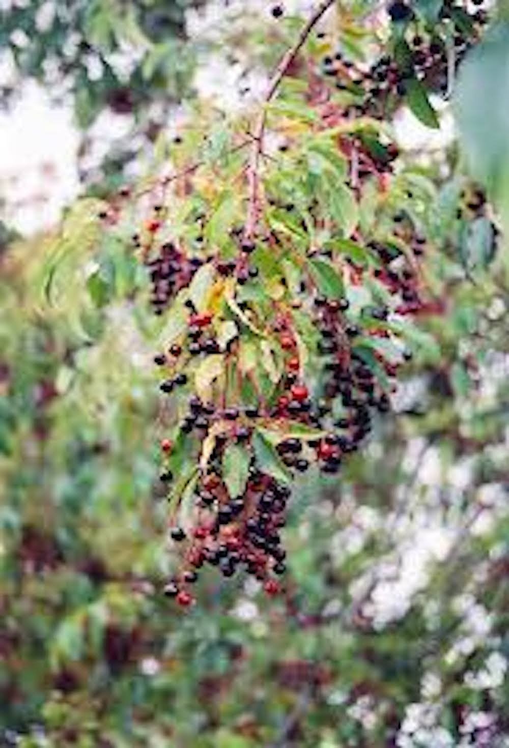 1 Black Cherry Tree 12-24″ Tall Prunus serotina Bare Root