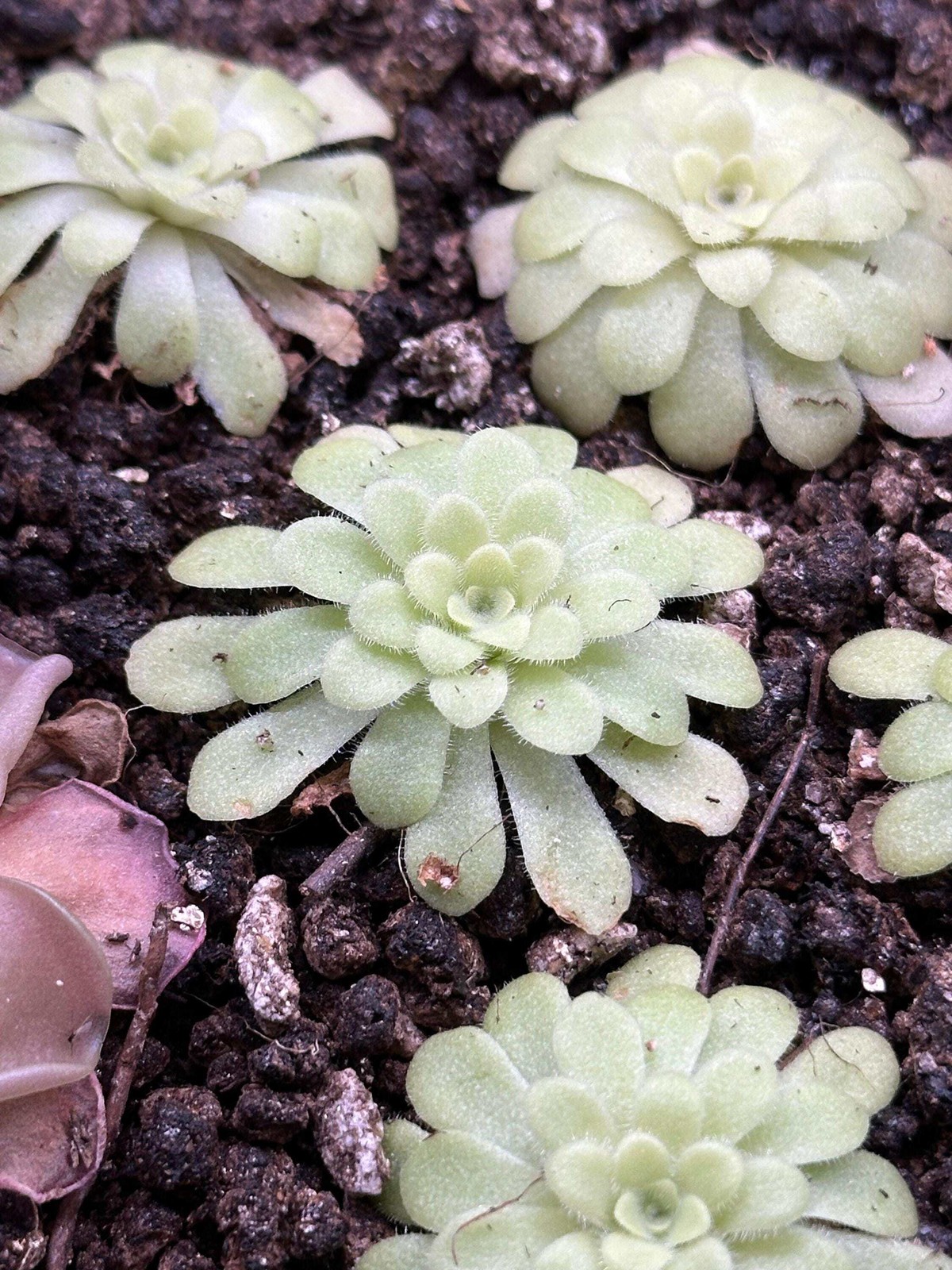 Pinguicula agnata ‘True Blue’ x hemiepiphytica – Live Butterwort Carnivorous