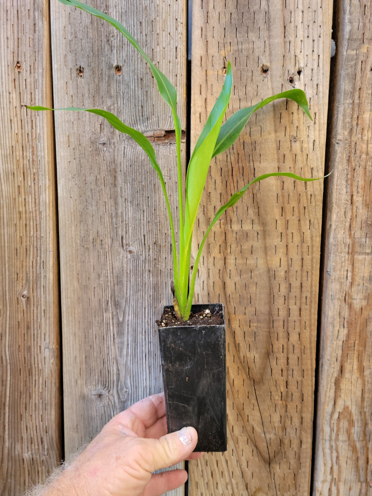 Travelers palm seedling