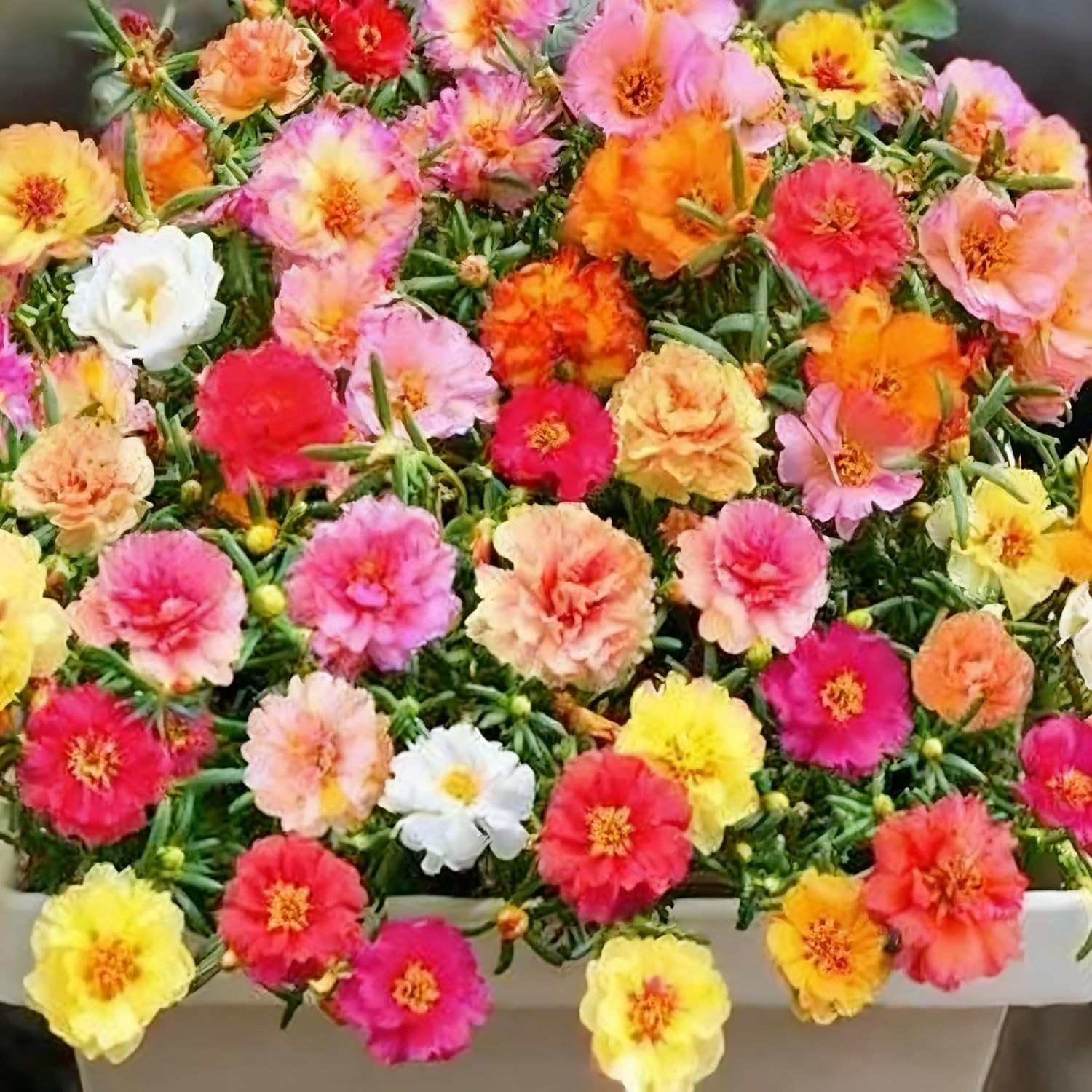 Mixed Color Portulaca Grandiflora Seeds, 10000 Double Moss Rose Seeds for Planti