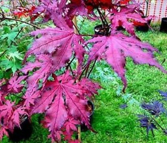 Purple Ghost Japanese Maple Tree – Live Plant – ( 2.5 QT )
