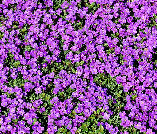 ROCK CRESS PURPLE Aubrieta Deltoidea – 2,000 Bulk Flower Seeds