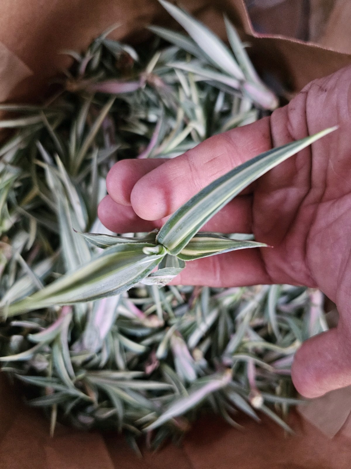 Furcraea Foetida Mediopicta plants 3.5-6″, 12 pack