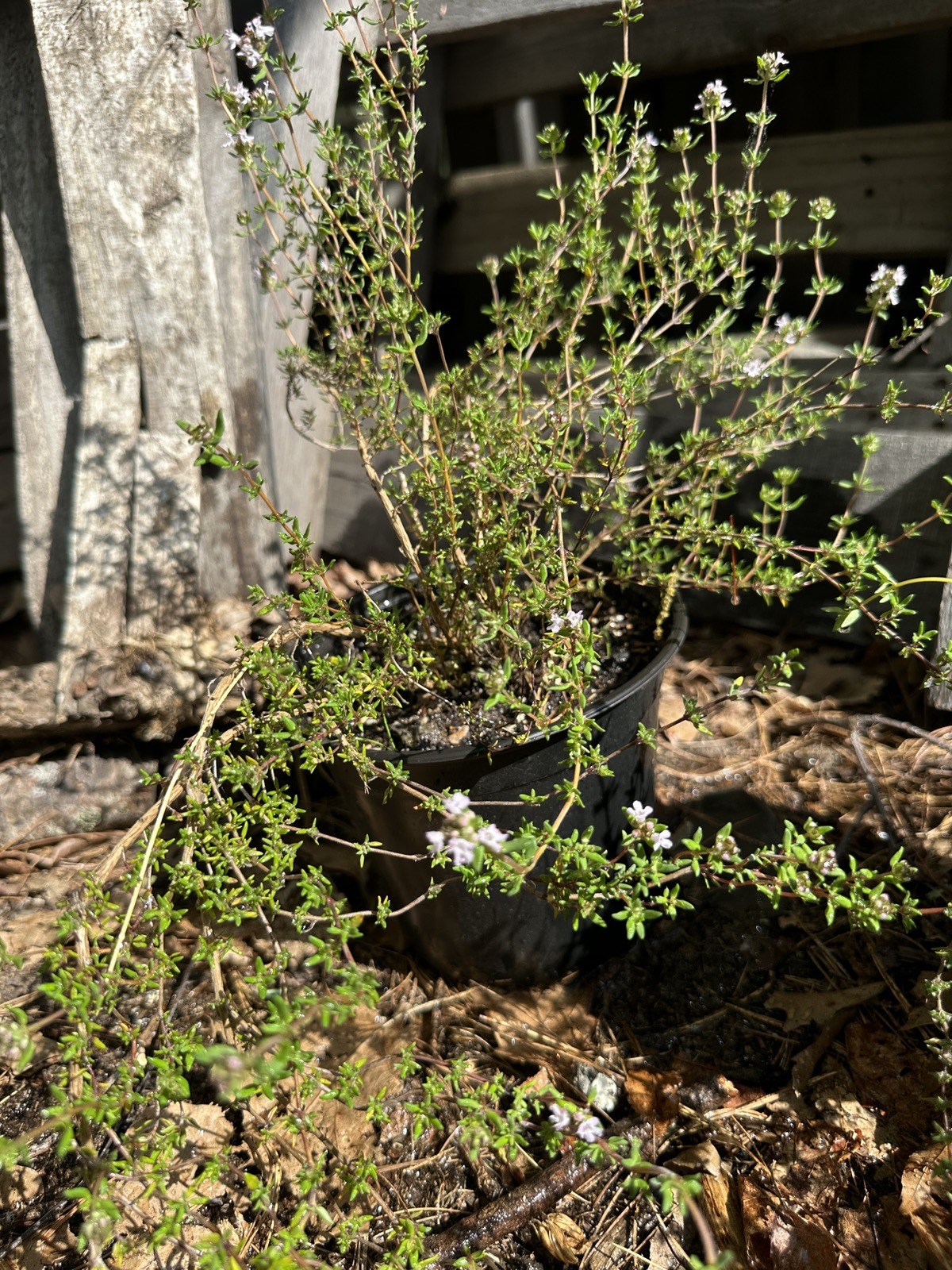 Live THYME Plant (half gallon pot) (DORMANT)