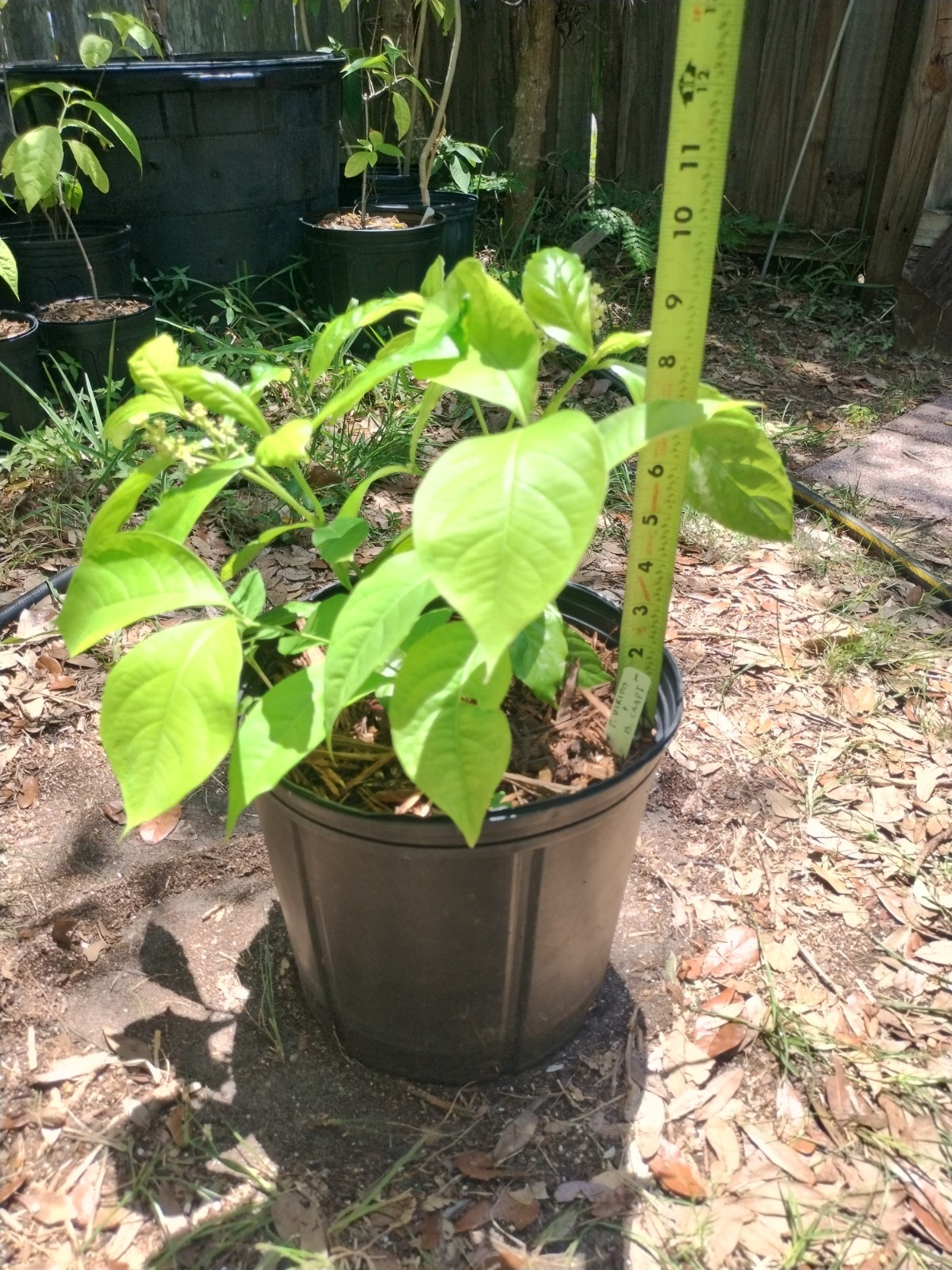 2 Plant Combo South American Psychotria V. And B. Caapi Plant In Same Pot # 1